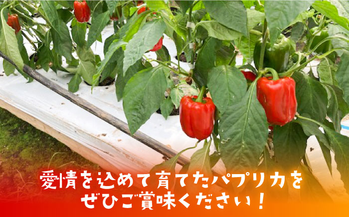 【肉厚ジューシー】五島のパプリカ 約1.2kg 五島市/HPIファーム [PCP007]