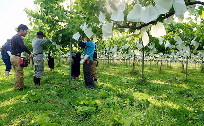 【2026年発送】シャインマスカットとパプリカ 五島市/HPIファーム ブドウ ぶどう 野菜 果物 [PCP015]