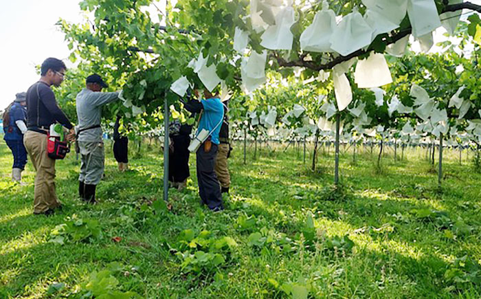 シャインマスカット 2房 五島市/HPIファーム [PCP017]