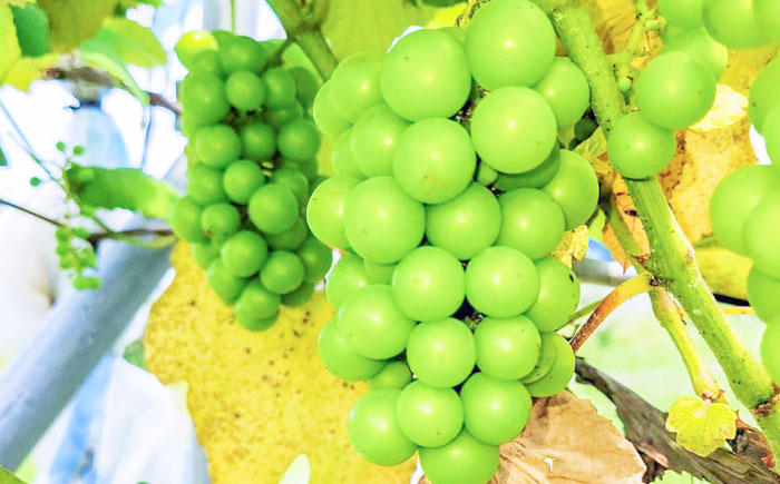 シャインマスカット1房＆クイーンニーナ1房 五島市/HPIファーム [PCP019]