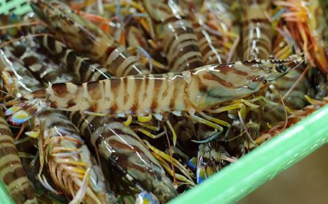 【先行予約】新鮮 五島特産 活車海老 (養殖)750ｇ（15~30尾）国産 五島市/拓水 五島事業場 [PCU001]