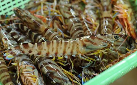 【先行予約】新鮮 五島特産 活車海老 (養殖) 500g (10~25尾) 国産 五島市/拓水 五島事業場【PCU002】