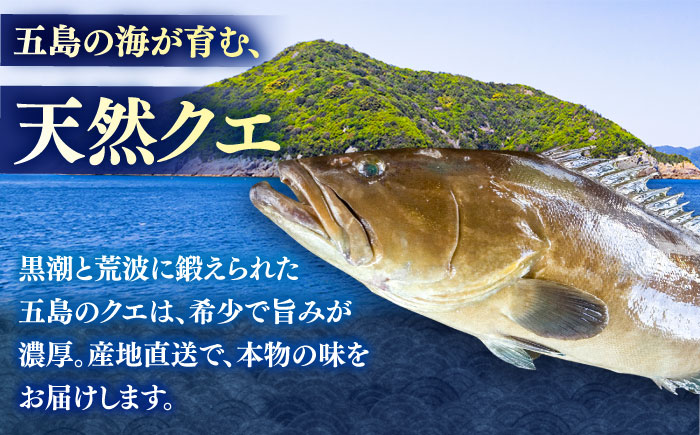 【3回定期便】クエ鍋用クエパック500g×2 五島市/金沢鮮魚[PEP050]クエ くえ 鍋 お鍋 冬 高級 贅沢
