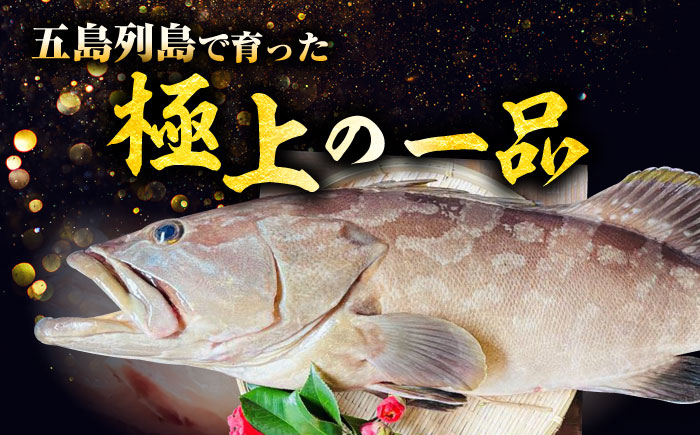 【五島の漁師直送】天然クエ 鍋用切り身 五島市/Sun Sea Go Company [PGL013]