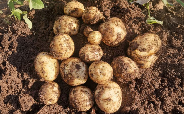 【2025年12月より発送】島の元気なじゃがいも!旨味抜群の『デジマ』5kg 五島市/あわたに農園 [PGO004]