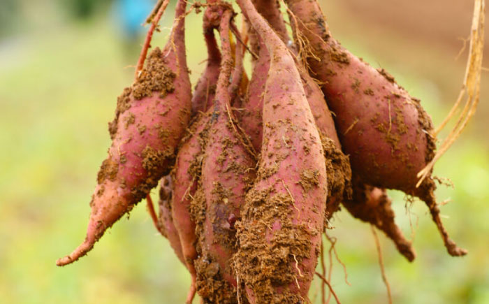 7日程度発送）芋焼酎　五島芋 紅はるか 樽熟成 720ml 化粧箱入 お酒 本格焼酎 米麹 芋 受賞 五島市/五島列島酒造 [PAH035] スピード 最短 最速 発送
