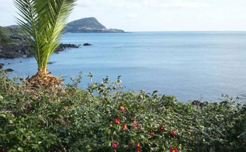 五島つばき茶９０パック【グリーンティ五島】[PAV017]