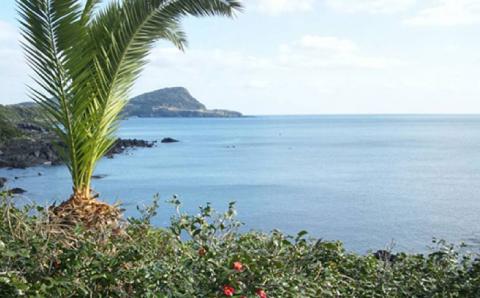 7日程度発送）五島つばき茶リーフ２０g【グリーンティ五島】[PAV022]