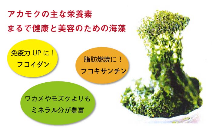 【数量限定】50セット限り あおさ アカモク 佃煮 100g×5本 五島市/心誠 [PCG006]