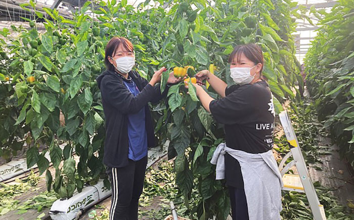 【2026年発送】クインニーナとパプリカ 五島市/HPIファーム ブドウ ぶどう 野菜 果物 [PCP016]