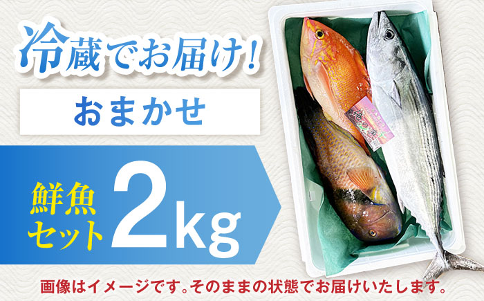 【五島列島直送】朝獲れ鮮魚セット2kg 五島市/鯛福丸水産[PDP008]  鮮魚 セット 冷蔵 魚 海鮮 直送 さかな 詰合せ