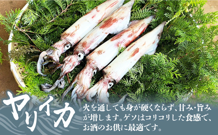 【鮮魚！エビイカ！サザエ！肉】五島を味わう海鮮BBQセット（海水塩 五島灘のめぐみ【焼塩】付）五島市/鯛福丸水産[PDP010]    海鮮 えび いか さざえ BBQ セット 魚 牛肉 豚肉