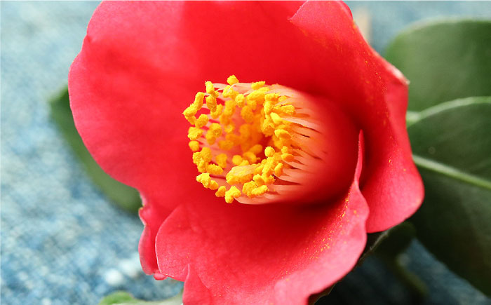 五島産 椿のロザリオブレスレット【ブラック】男女兼用 つばき 天然木 アクセサリー 五島市/ロザリーマリア [PFE001]