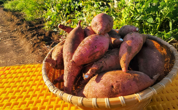 【2025年10月より発送】島の元気なさつまいも!ねっとり甘い『紅はるか』3kg 五島市/あわたに農園 [PGO001]