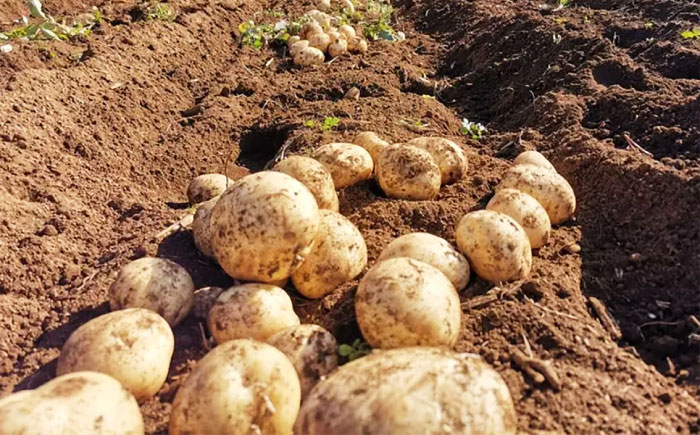 【2025年12月より発送】島の元気なじゃがいも!旨味抜群の『デジマ』2kg 五島市/あわたに農園 [PGO003]