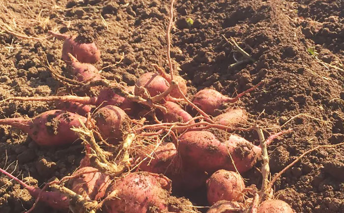 こばさんちの安納芋Lサイズ2kg 五島市/こばさんち農園 [PGW001]