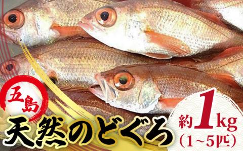 天然のどくろ（エラ・内臓処理済）アカムツ 鮮魚 魚介 刺身 五島市 / 五島FF [PBJ005]
