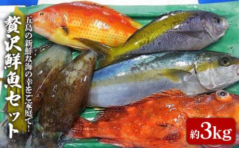 贅沢鮮魚セット3kg（エラ/内臓処理済） 五島市/五島FF[PBJ006] 冷蔵 鮮魚 魚介 刺身