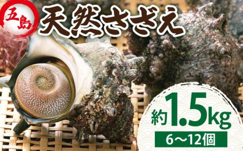 【2025年1月先行予約】五島の天然さざえ 約1.5kg 鮮魚 【五島FF】[PBJ008] サザエ 栄螺 貝 海鮮 BBQ 壺焼き 刺身 冷蔵