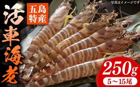 【先行予約】新鮮 五島特産 活車海老 (養殖) 250g (5~15尾) 国産 五島市/拓水 五島事業場【PCU003】