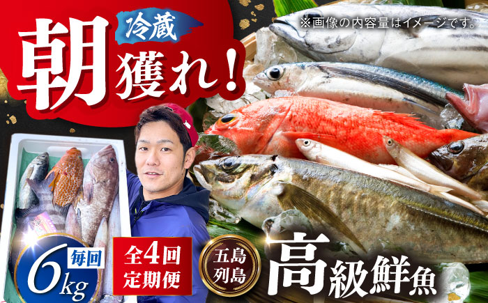 【全4回定期便】【五島列島直送】朝獲れ高級鮮魚セット6kg 五島市 / 鯛福丸水産[PDP007]  魚 鮮魚 セット 海鮮 直送 さかな 詰合せ 冷蔵 定期