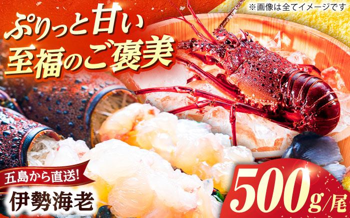 伊勢海老(活き) 500g　五島市/真栄丸 [PGR002]