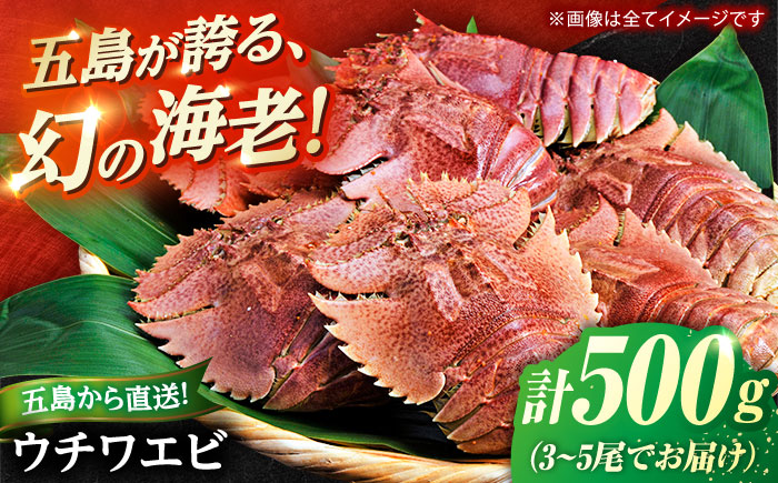 うちわ海老(活き) 500g（3～5尾）　五島市/真栄丸 [PGR003]