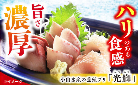 【呼子ノ瀬戸名物】養殖ブリ「光鰤」半身 皮付き 約1.6～1.8kg＜小山水産＞ [CDZ005]