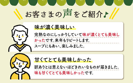 【11月より発送開始】【 訳あり 】 ミニ トマト 約3kg＜白石農園＞ [CBI003]