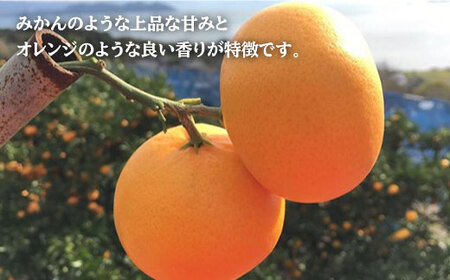 【ご家庭用】 はれひめ 約4kg（サイズ混合）＜広津農園＞ [CBN003] 長崎 西海 みかん ミカン 蜜柑 オレンジ