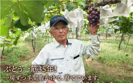 【巨峰より大粒！】渡辺さんのこだわり種なし伊豆錦５kg（8～9房）＜渡辺 邦男＞[CCL008]