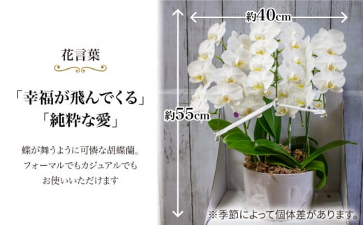 【12回定期便】【贈答用にも】胡蝶蘭 ミディ 白 ＜花工房るふらん＞ [CCR040]