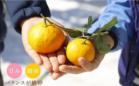 【11月下旬より配送】【優】原口みかん 約4kg（傷み保証分200g含む）＜川添みかん園＞ [CCT001] みかん ミカン 柑橘 西海みかん 西海 贈答 ギフト 贈り物