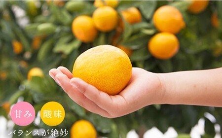 【12月上旬より配送】【特秀】石地みかん 約8kg（傷み保証分300g含む）＜川添みかん園＞ [CCT008] みかん ミカン 柑橘 西海みかん 西海 贈答 ギフト 贈り物