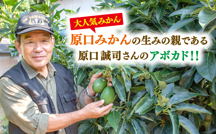 【☆先行予約☆】西海市産アボカド2個（計500～600g）＜原口果樹園＞ [CCW011]  長崎 西海 アボカド あぼかど 野菜 アボカド 健康 スムージー 栄養 贈答 ギフト