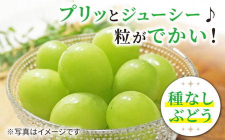 【数量限定】さいかい琥珀（雄宝）約800g（1房）＜最強の兼業農家山田さん＞ [CCX005]