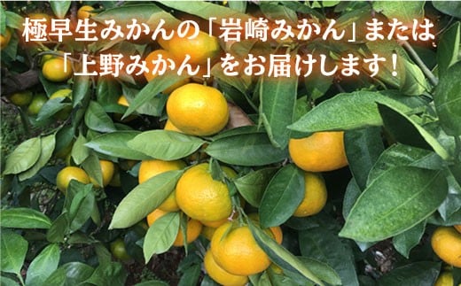 【10月より順次発送】極早生みかん（岩崎・上野）５kg＜Da・IWASAKI FARM＞[CCZ001]