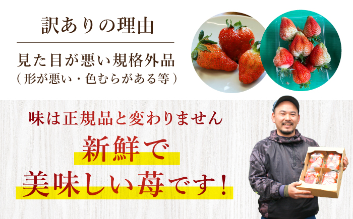 【先行予約】「訳あり」 ゆめのか（苺）計1kg（250g×4パック）＜川原農園＞ [CDR001] 長崎 西海市産 いちご 苺 イチゴ