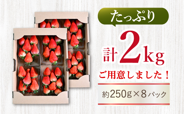 【先行予約】ゆめのか 苺 計2kg（250g×8パック）＜川原農園＞ [CDR010]  長崎 西海 いちご 苺 イチゴ 贈答 ギフト