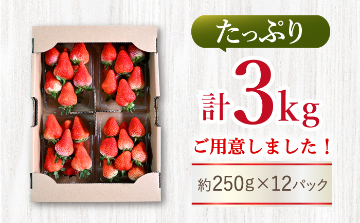 【先行予約】ゆめのか 苺 計3kg（250g×12パック）＜川原農園＞ [CDR011]  長崎 西海 いちご 苺 イチゴ 贈答 ギフト