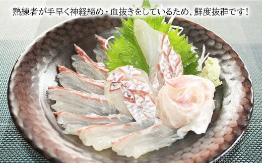 ※配達日時指定必須※【まぁ、キレイなサクラ色！】養殖タイ 1.5～1.8kg＜小山水産＞ [CDZ003]