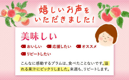 【 プラム の王様】【☆先行予約☆】 貴陽 （きよう）約2kg（13～15玉）＜竹嶋農園＞ [CEB002] すもも スモモ 桃 プラム 貴陽 果物 フルーツ