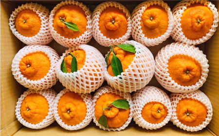 【3月下旬より発送開始】【贈答用にも♪】屋根かけ完熟 不知火 約5kg＜中尾果樹園＞ [CEL003] みかん