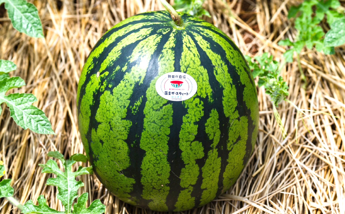 すいか 【先行予約：2026年5月下旬より配送】 スイカ 羅皇ザ・スウィート 1玉  [CGM005]  すいか スイカ