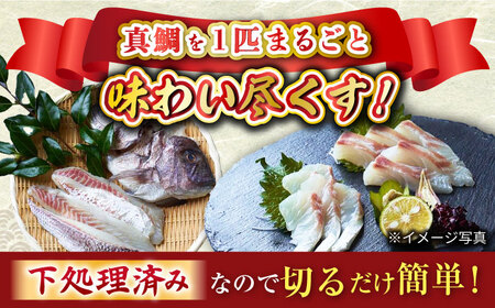 【下処理済み】 真鯛 堪能5点セット＜大島水産種苗＞ [CBW005] 魚 ブロック タイ 魚介類