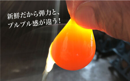 【月1回20個×12回定期便】平飼い「しあわせたまご」計240個＜松本養鶏場＞ [CCD031]