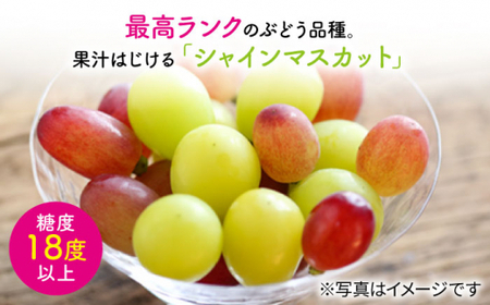 【訳あり小房】シャインマスカット2～3房（約1～1.5kg） [CCE009] シャインマスカット マスカット ぶどう