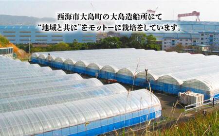 【2月より配送開始】【3kg×3回定期便】糖度7度の果実！キッストマト（ばら詰め）計9kg＜大島造船所 農産グループ＞ [CCK027]