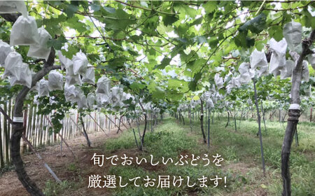 【巨峰より大粒！】渡辺さんのこだわり種なし伊豆錦３kg（4～5房）＜渡辺 邦男＞[CCL006]