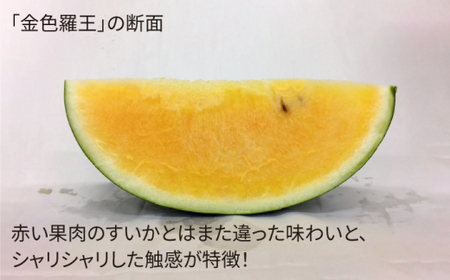 【金色vs赤色すいか食べ比べ】金色羅王＆面高すいか（5kg×2玉）＜太田幸男＞ [CCN009]